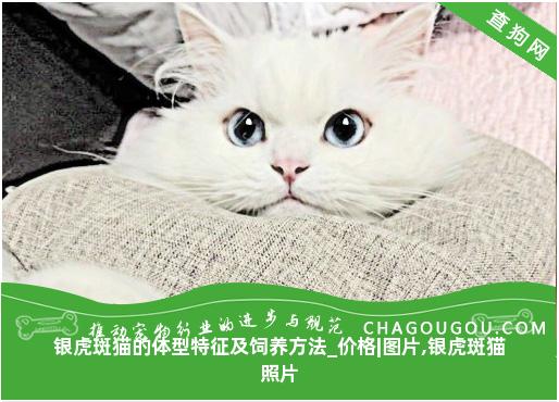 银虎斑猫的体型特征及饲养方法_价格|图片,银虎斑猫照片